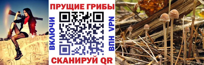 Псилоцибиновые грибы Magic Shrooms  как найти закладки  Краснокамск 